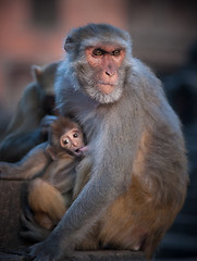 Image showing Mother Rhesus macaque nursing its baby