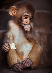 Image showing Portrait of Rhesus macaque baby sitting