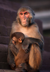 Image showing Mother Rhesus macaque and its baby at sunset