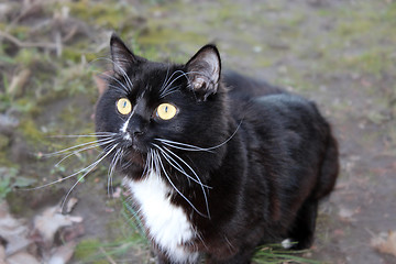 Image showing black cat going for a walk