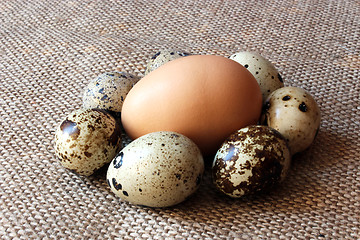 Image showing some eggs of the quail and one of the hen