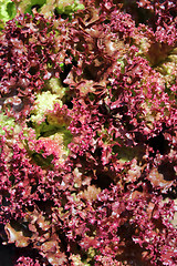 Image showing Brown leaves of useful lettuce