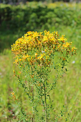 Image showing Yellow beautiful flowers of St.-John's wort