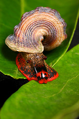 Image showing snail