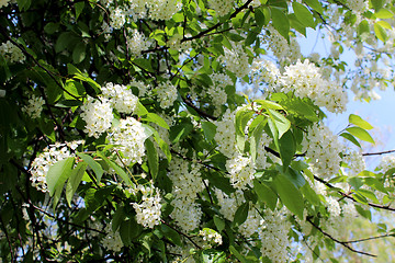 Image showing big branches of bird cherry tree