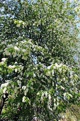 Image showing big branches of bird cherry tree