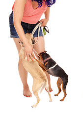 Image showing Woman patting her dog's.