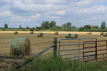 Image showing A freshly rolled and wrapped hay bales