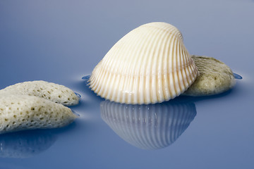 Image showing Coral and sea shell

