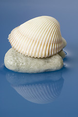 Image showing Sea shell

