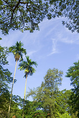 Image showing Rainforest

