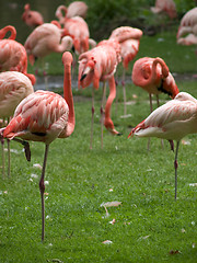 Image showing Flamingo