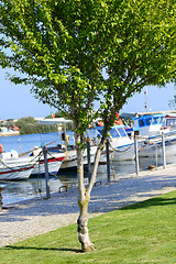 Image showing Tree on the foreground and boats on background