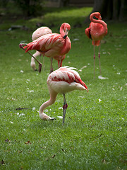 Image showing Flamingos