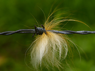 Image showing barbed wire