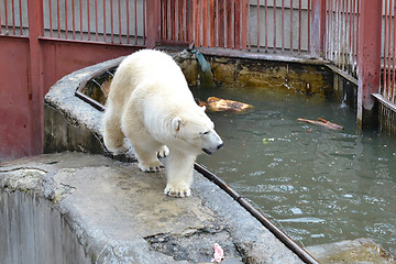 Image showing The polar bear goes at the pool in a zoo of Yekaterinburg.