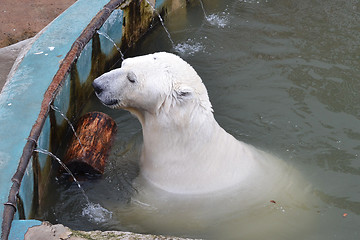 Image showing The polar bear swims in the zoo pool in Yekaterinburg.