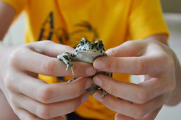 Image showing Green toad in hands. Lives in the Anapa region of Krasnodar Krai