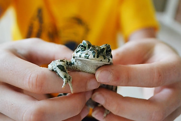 Image showing Green toad in hands. Lives in the Anapa region of Krasnodar Krai