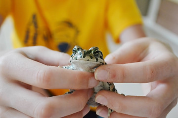 Image showing Green toad in hands. Lives in the Anapa region of Krasnodar Krai