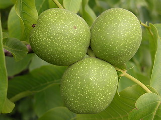 Image showing walnuts