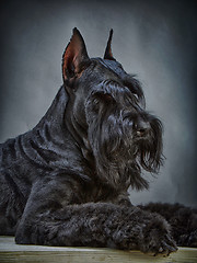 Image showing Black Giant Schnauzer dog