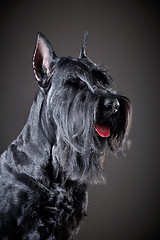 Image showing Black Giant Schnauzer dog