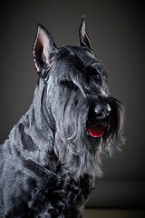 Image showing Black Giant Schnauzer dog