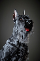 Image showing Black Giant Schnauzer dog