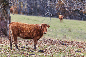 Image showing Cattle