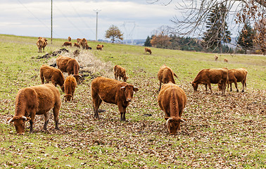 Image showing Salers Cattles Grazing