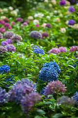 Image showing color hydrangea flowers in garden