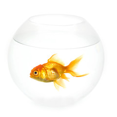 Image showing Goldfish in a bowl