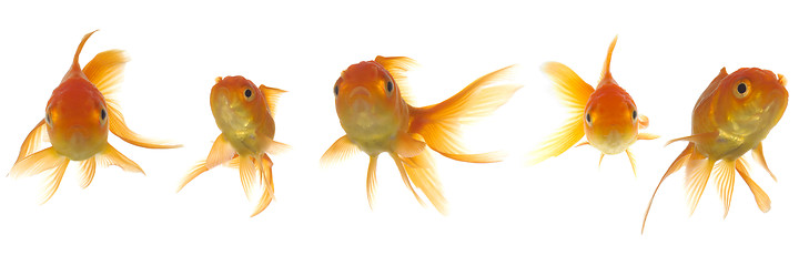 Image showing Goldfish lokking