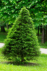 Image showing Trapezoidal Spruce