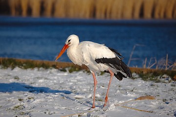 Image showing Stork in Winter