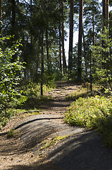 Image showing Forest