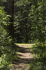 Image showing Forest