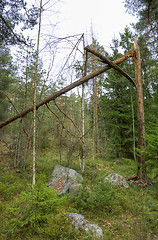 Image showing Broken tree