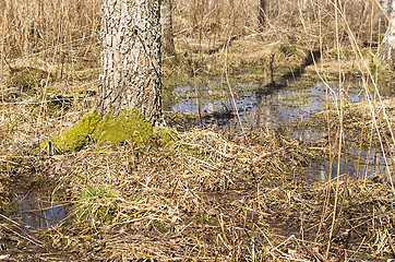 Image showing Spring in the forest