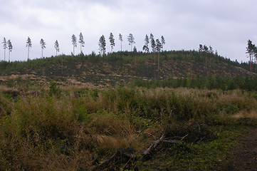 Image showing Felling