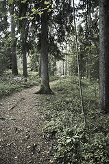 Image showing Forest trail