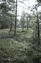 Image showing Forest