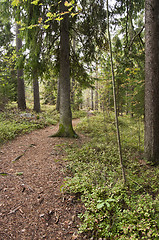 Image showing Forest trail