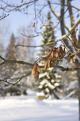 Image showing Snowy maple