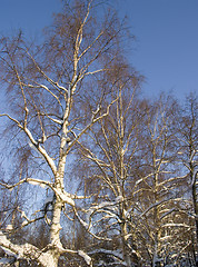 Image showing Snowy birch