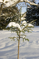 Image showing Snowy tree