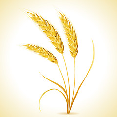 Image showing Ears of Barley