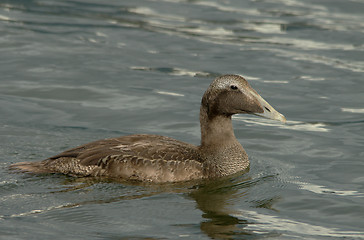 Image showing Eider