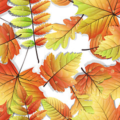 Image showing Colorful autumn seamless leaves isolated. EPS 10